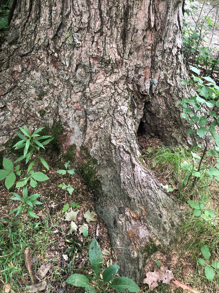 mindfully taking in the environment while forest bathing.  