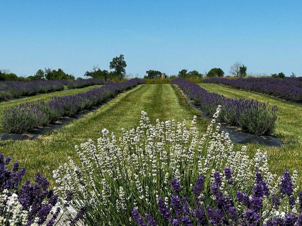 Date night in the lavender